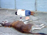 /album/galeria-de-fotos/imagens%20engra%c3%a7adas%20burrice-jpg/